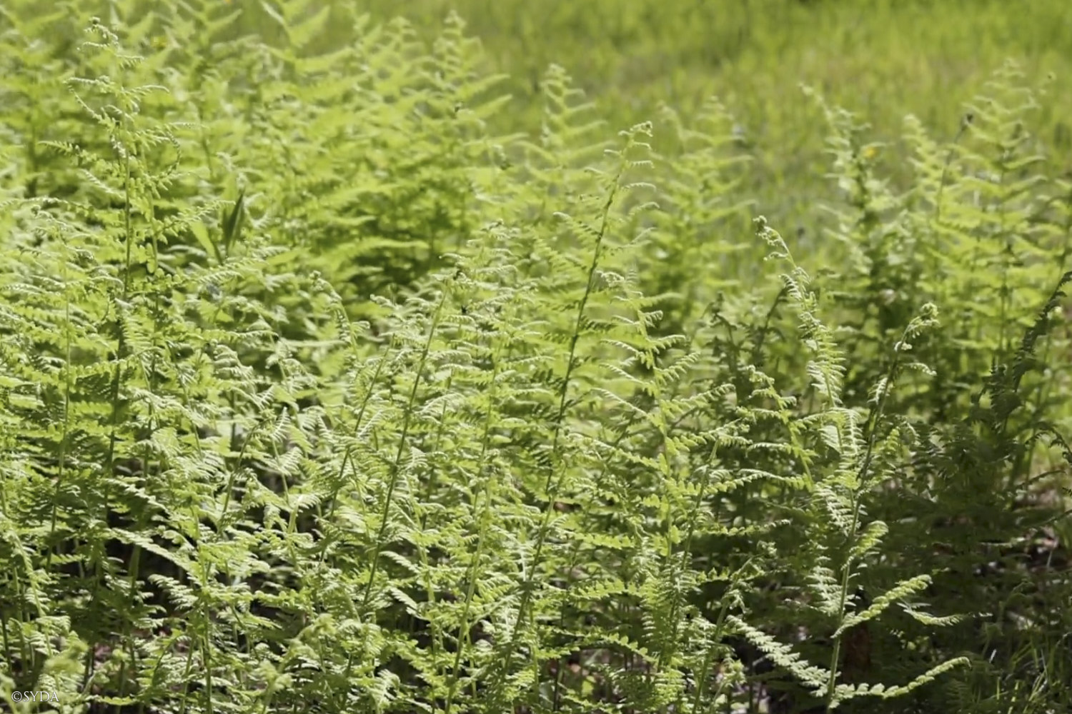 Nature Image