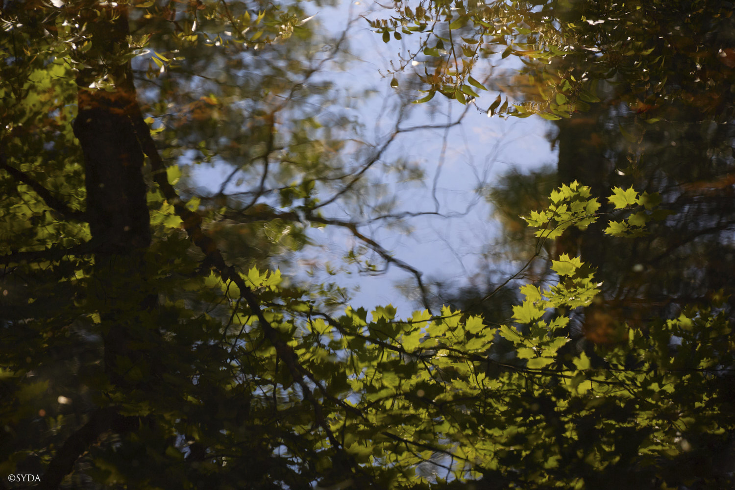 Nature Image