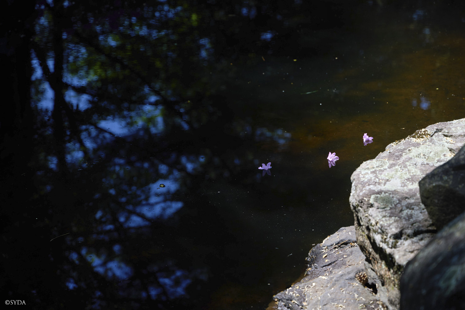 Nature Image