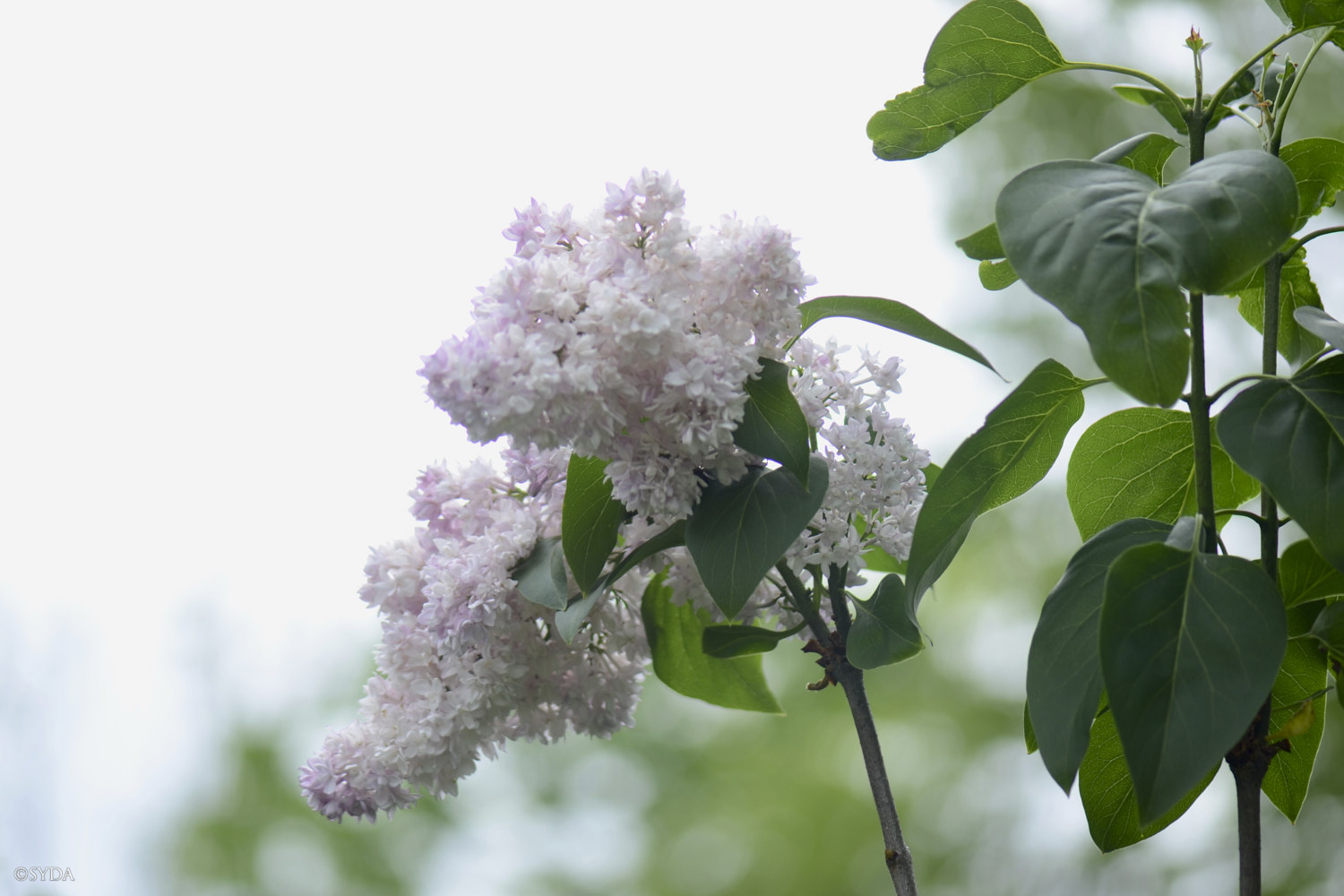 Nature Image
