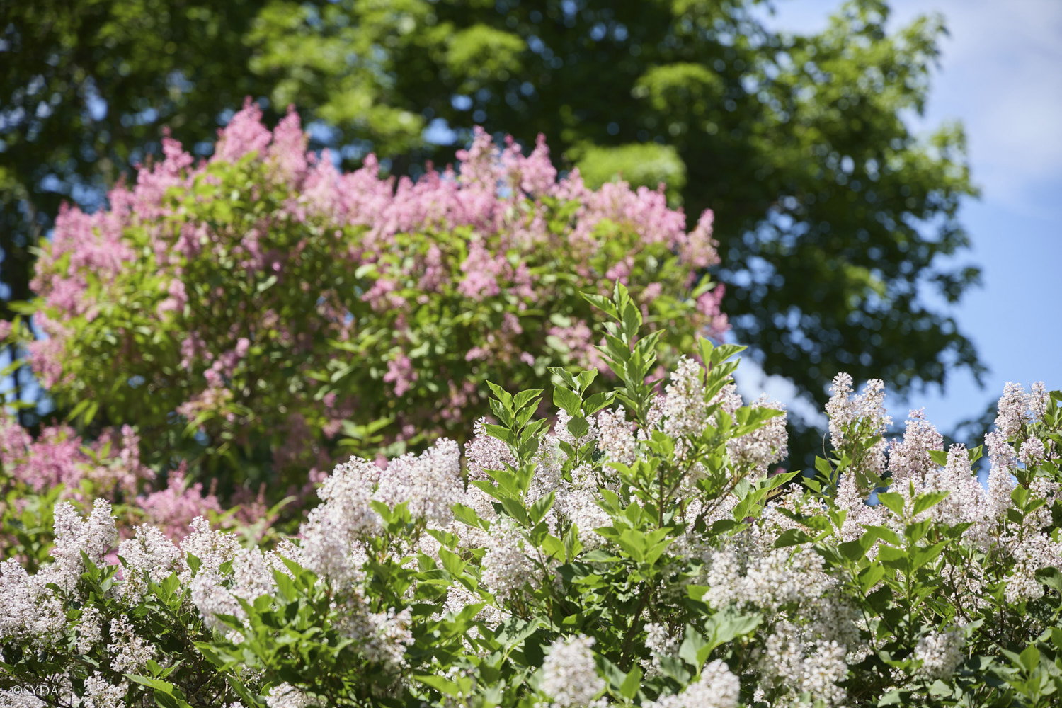 Nature Image