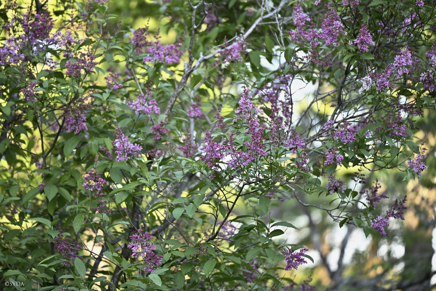 Nature Image