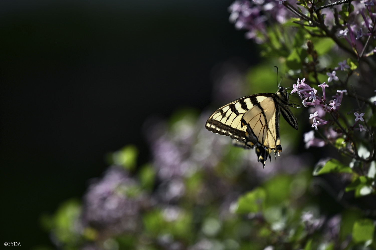 Nature Image