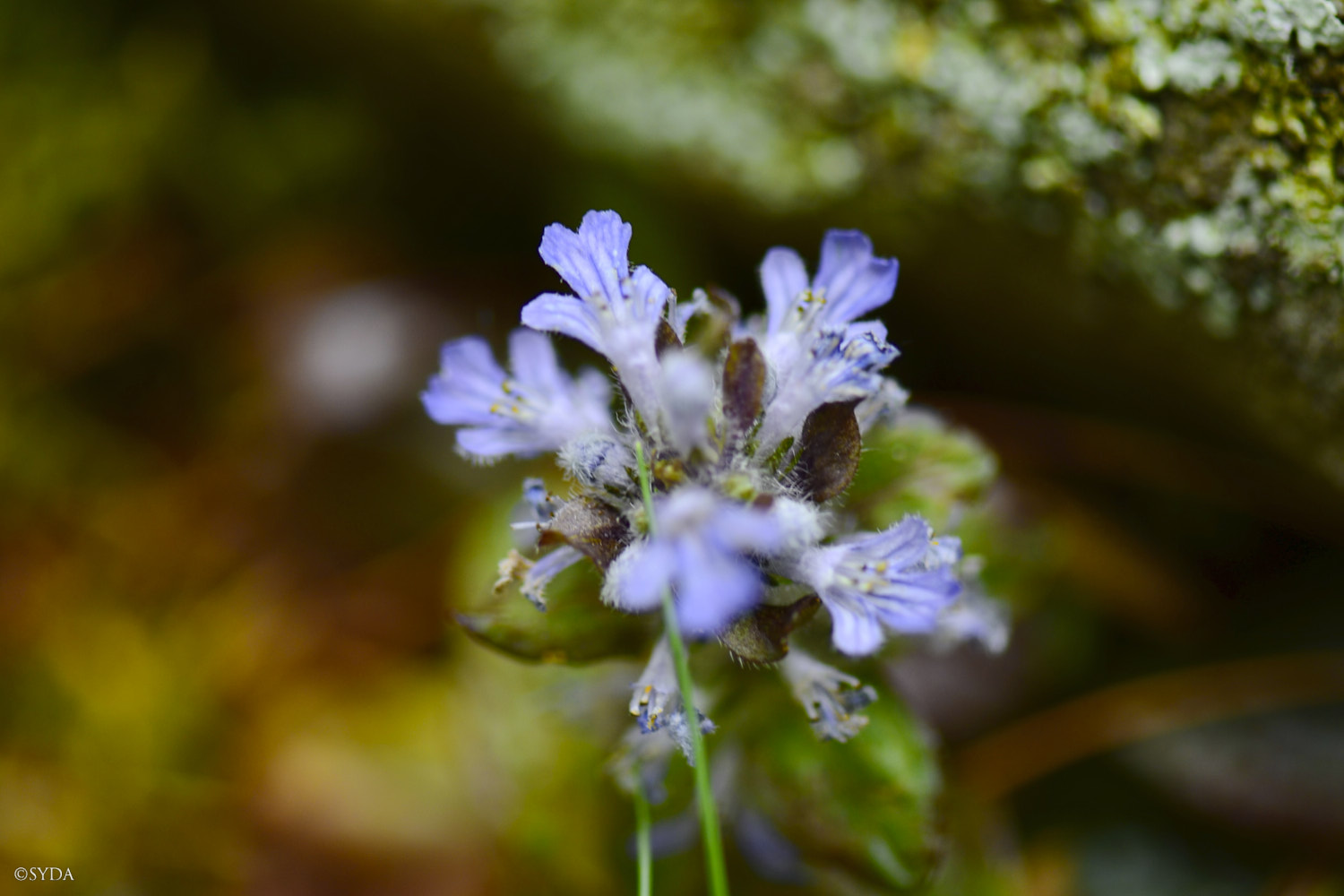 Nature Image
