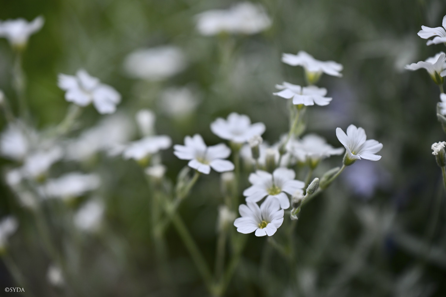 Nature Image