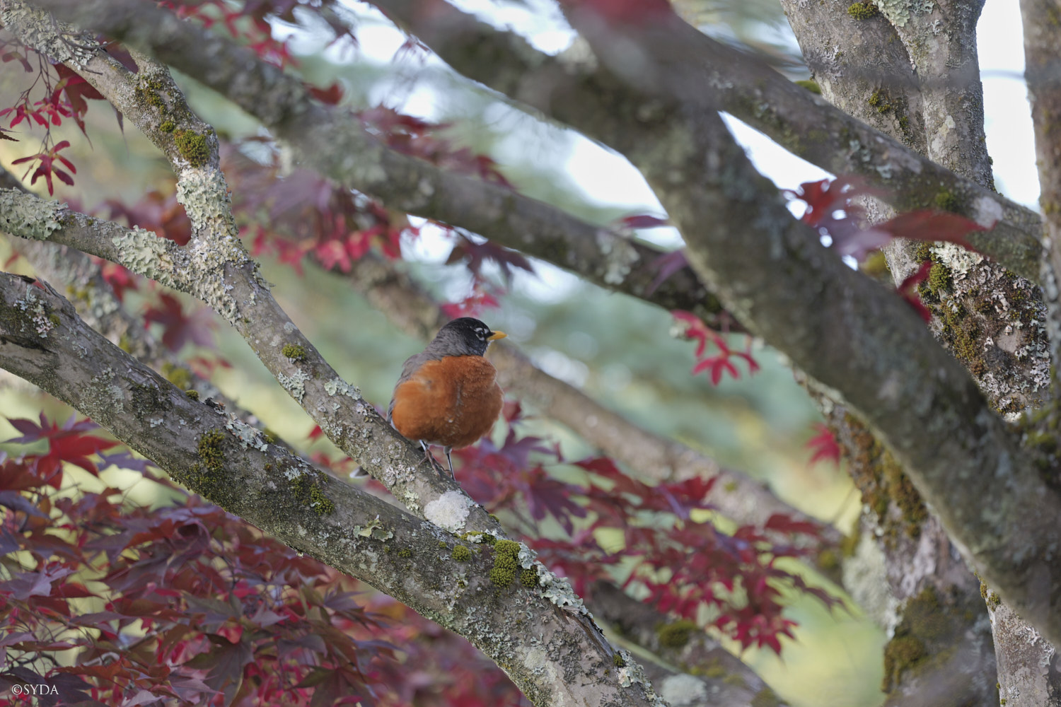 Nature Image