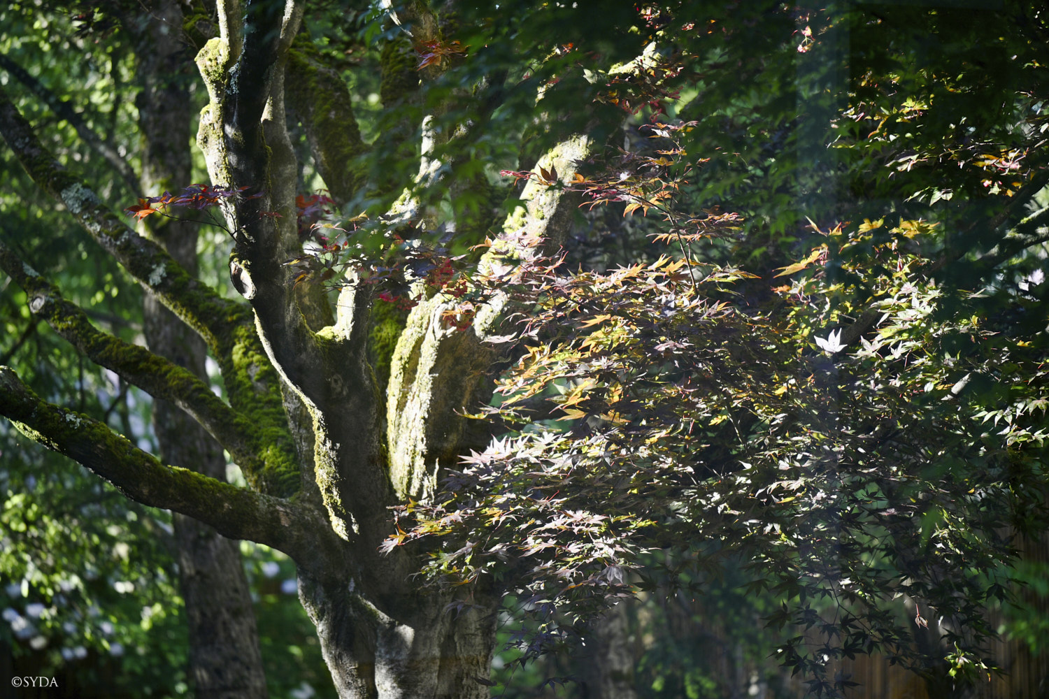 Nature Image