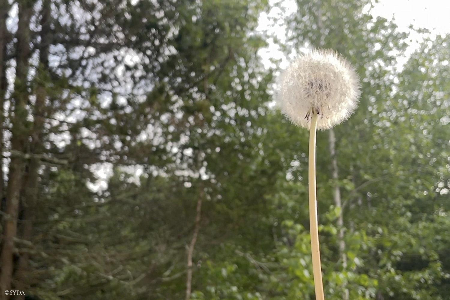 Nature Image