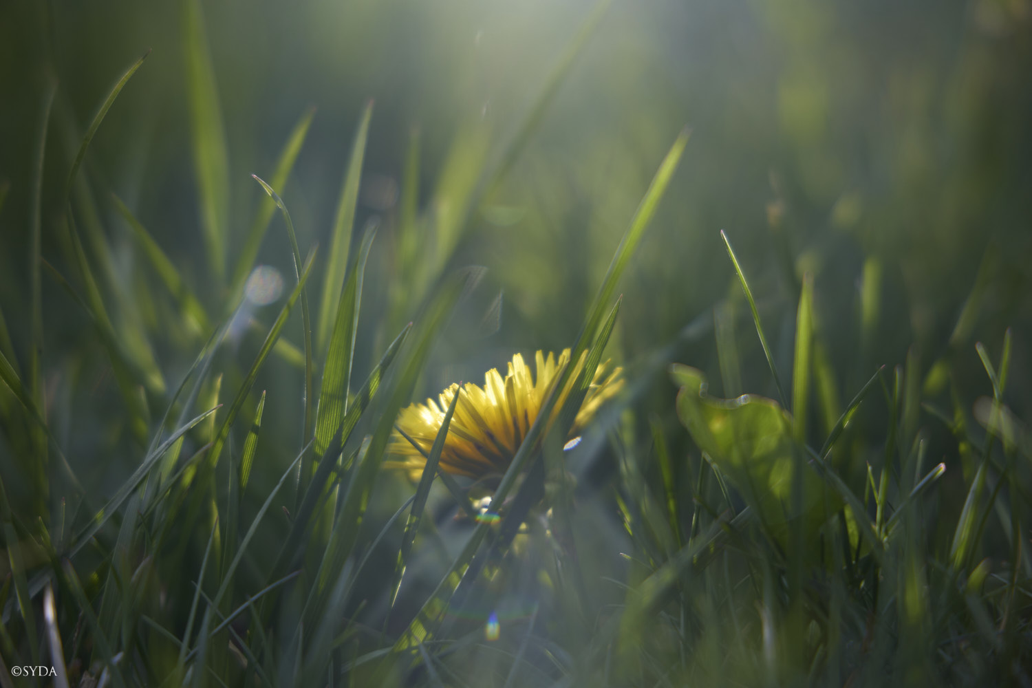 Nature Image
