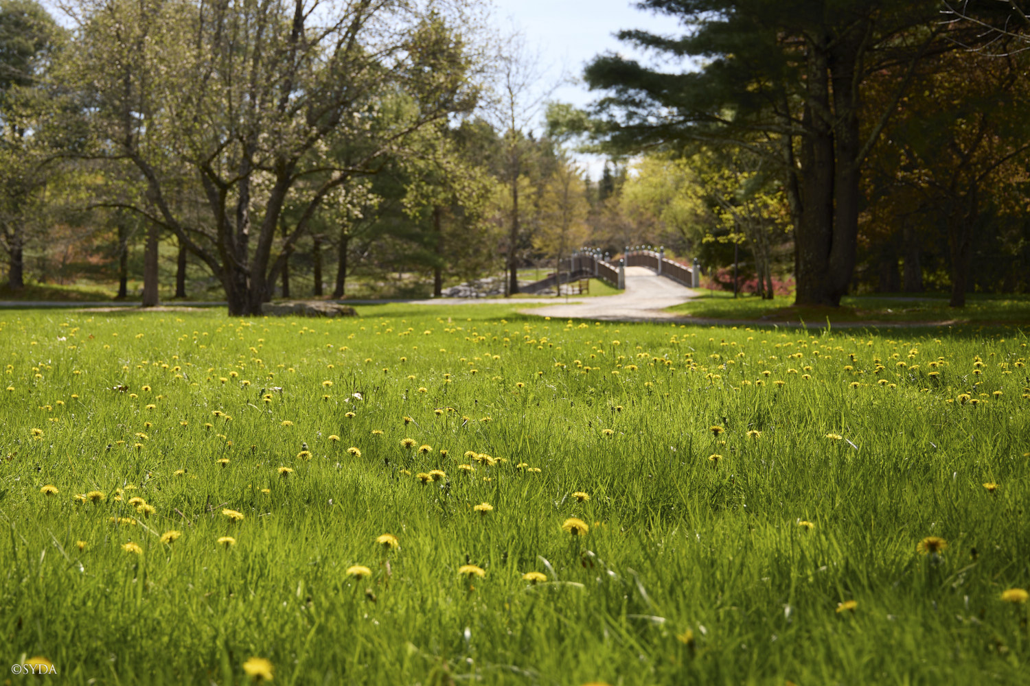 Nature Image