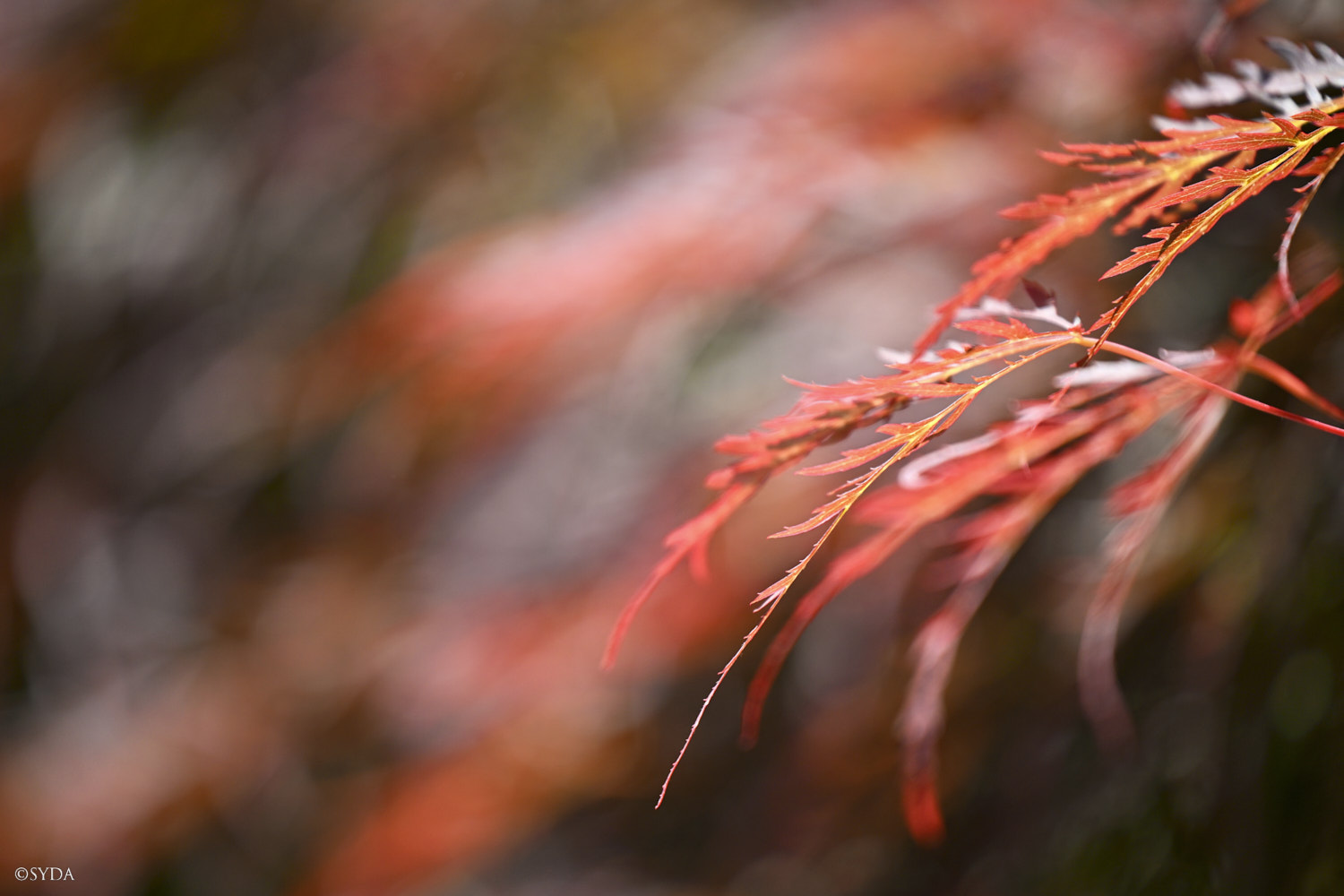 Nature Image