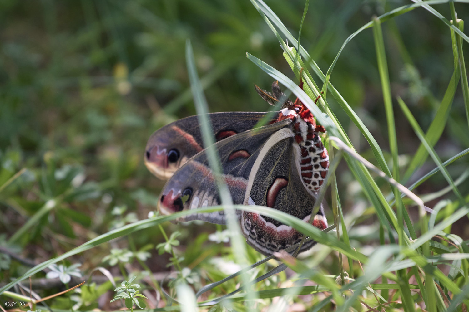 Nature Image