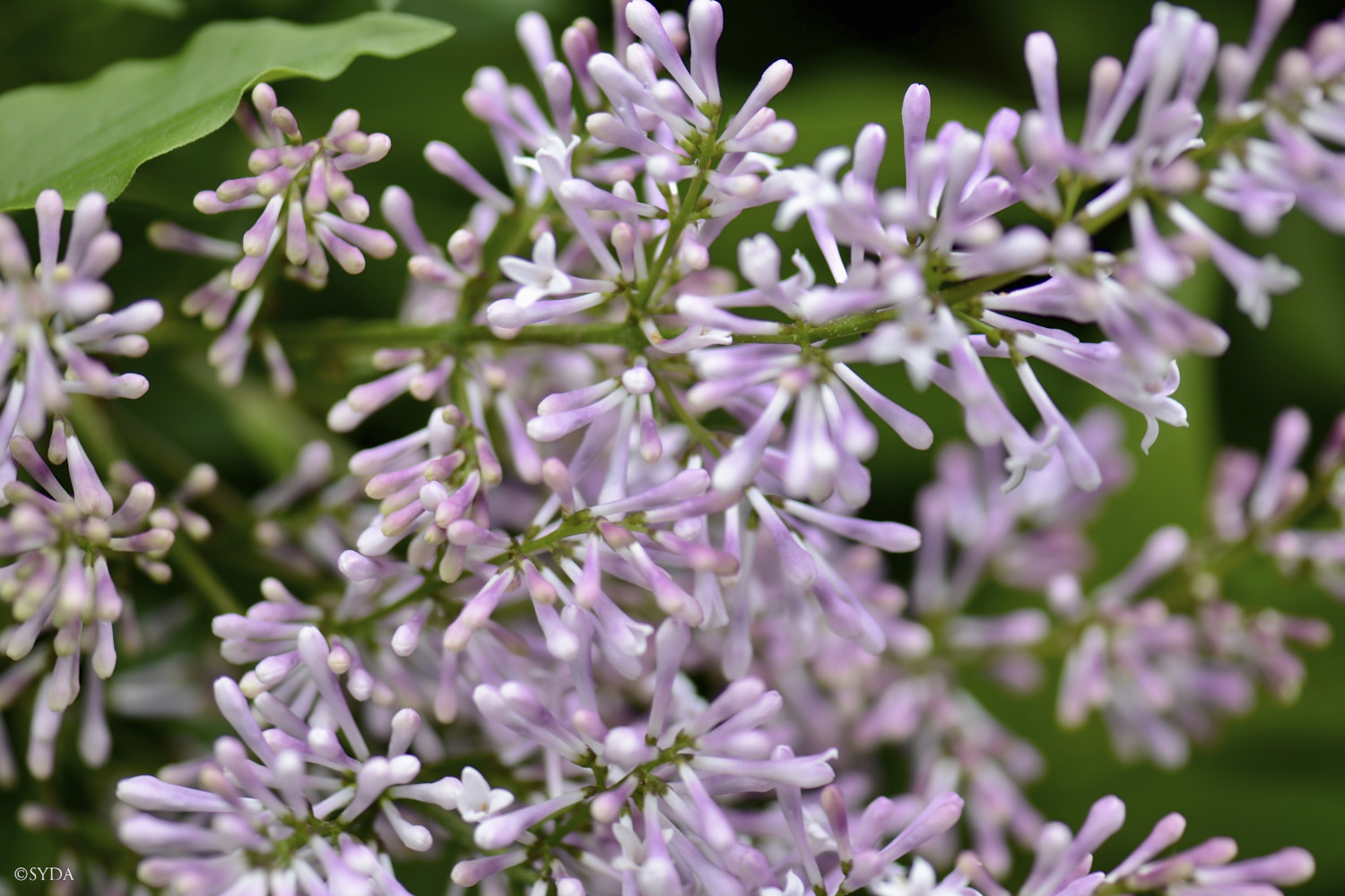 Nature Image
