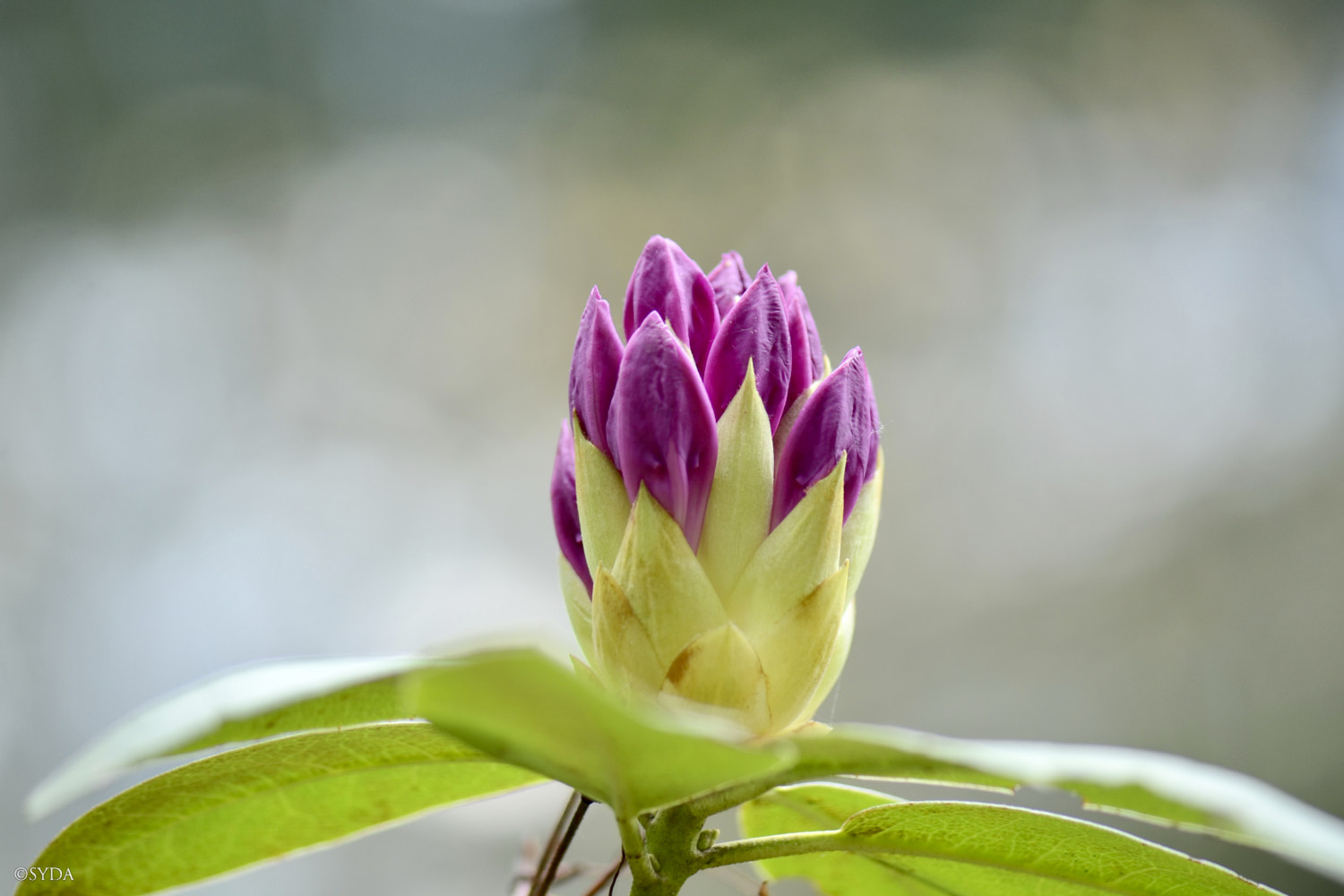 Nature Image