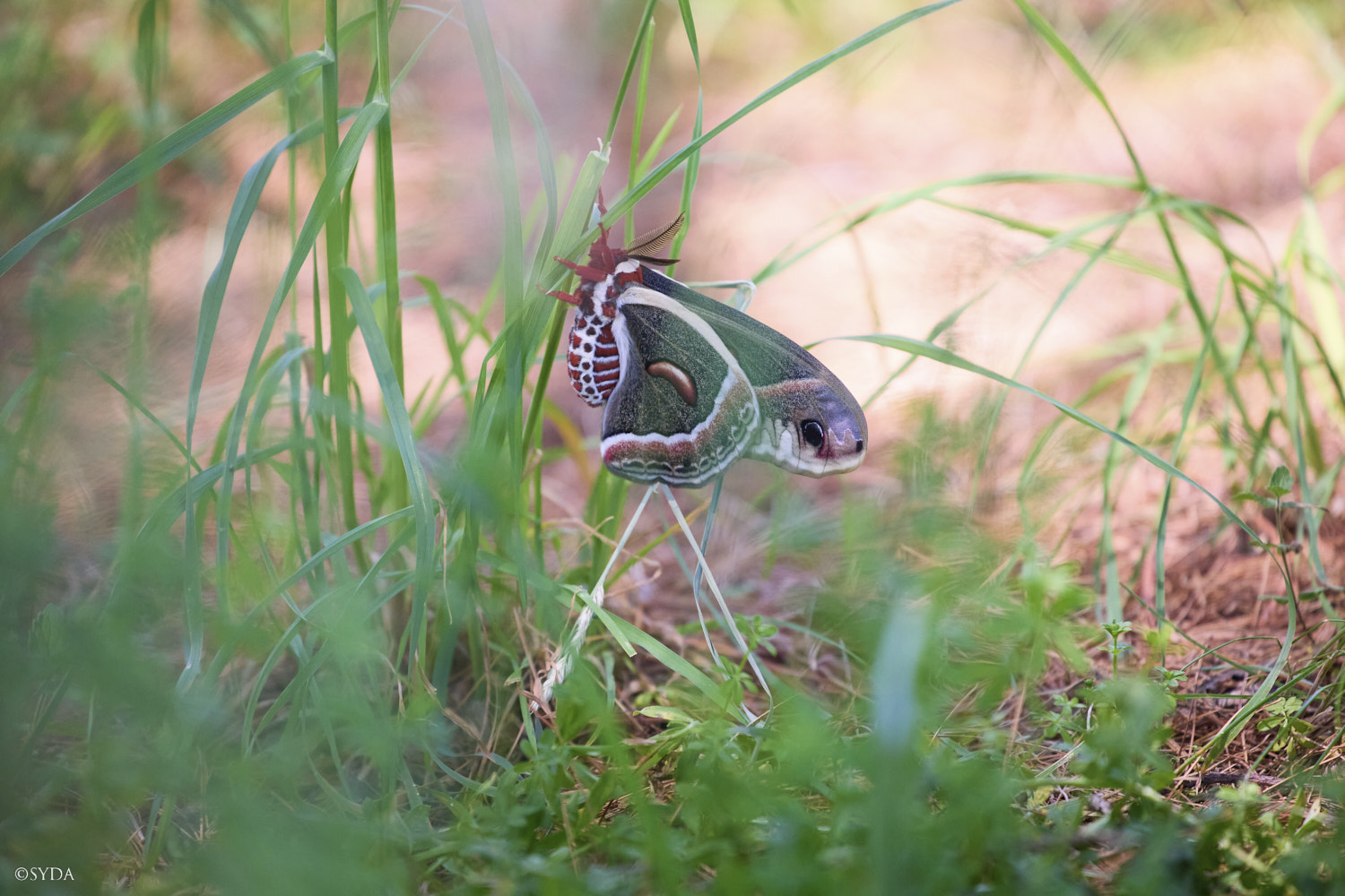 Nature Image