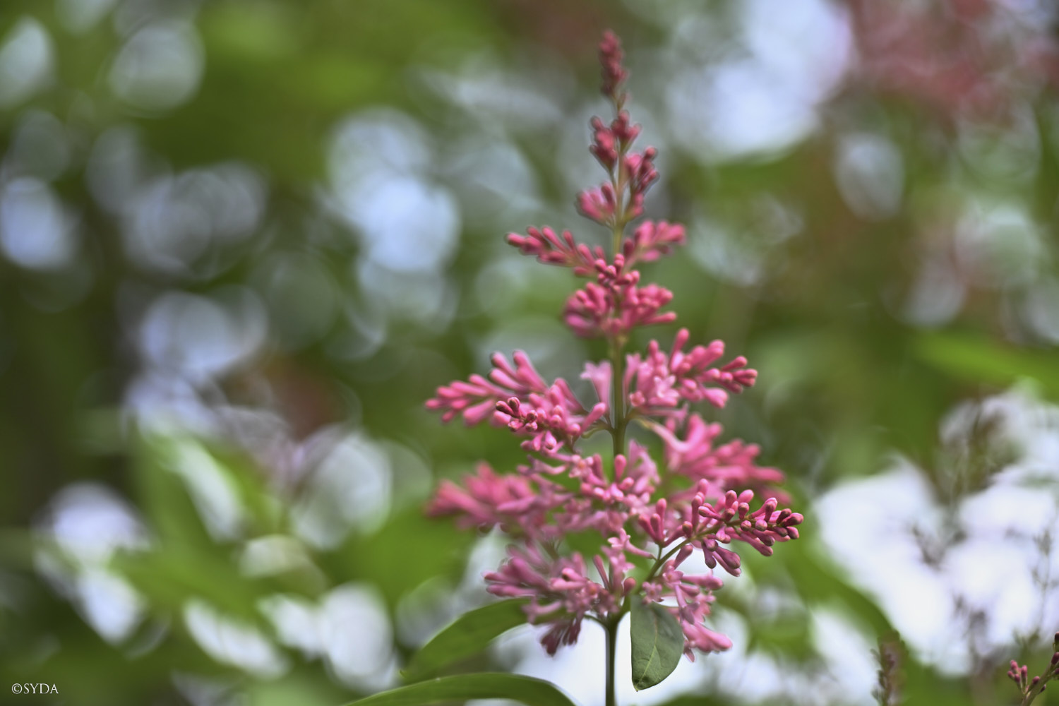 Nature Image