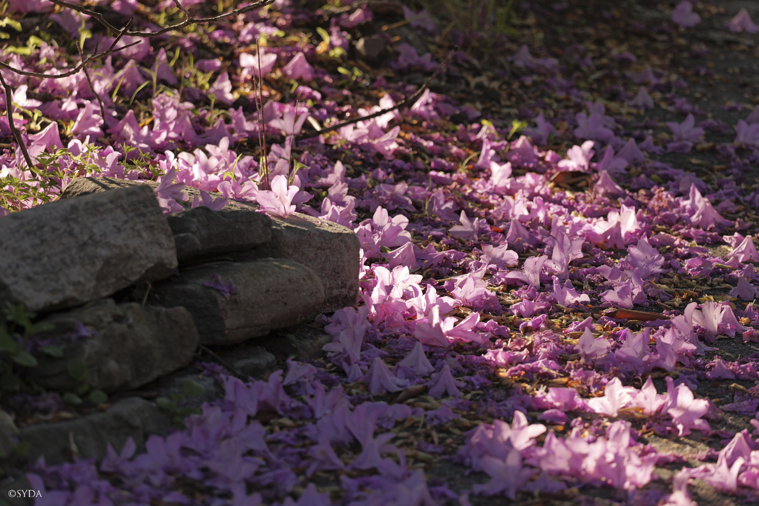 Nature Image