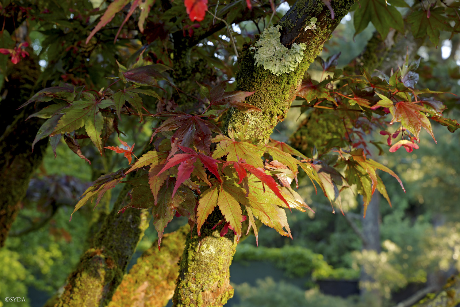 Nature Image