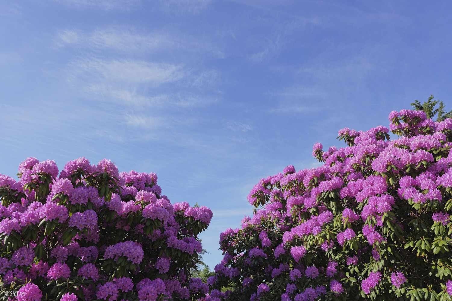 Nature Image