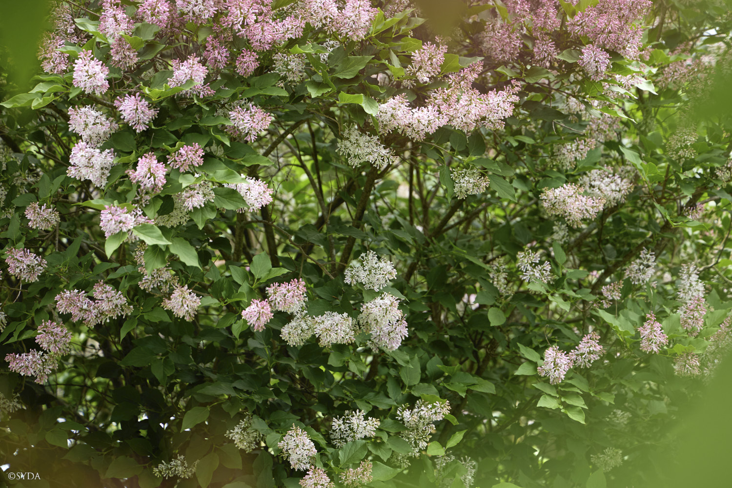 Nature Image
