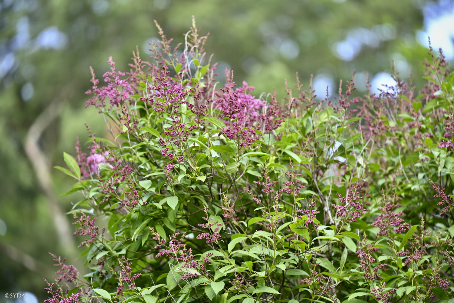 Nature Image