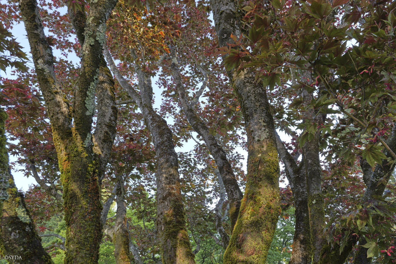 Nature Image