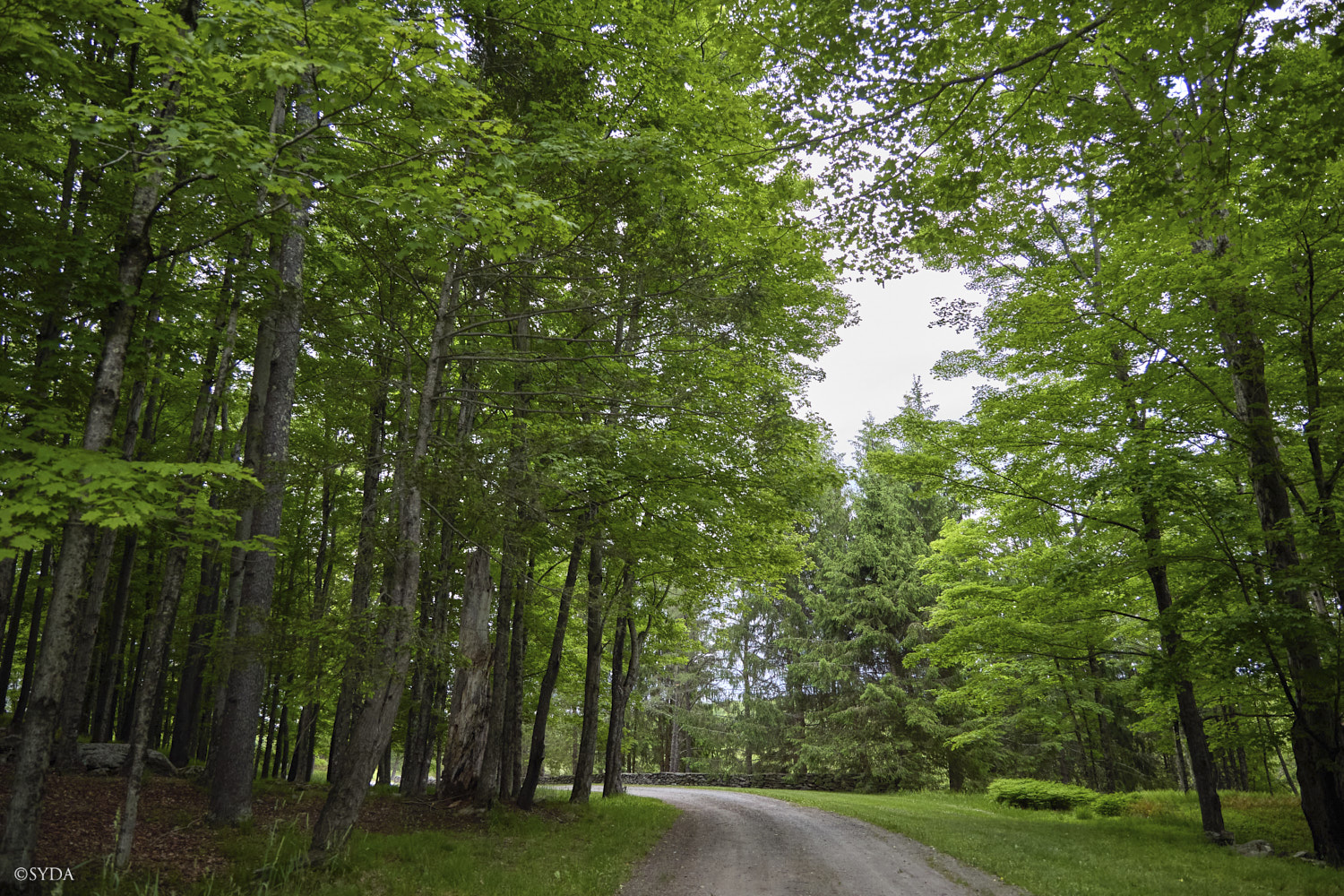 Nature Image