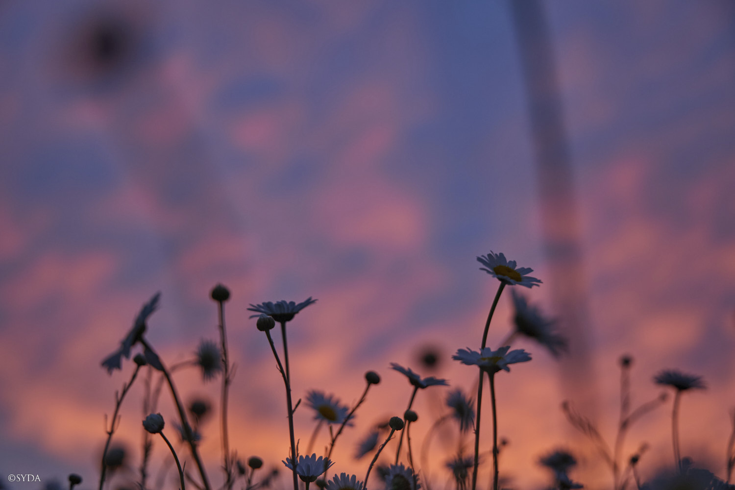 Nature Image