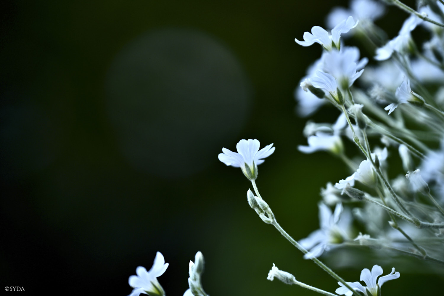 Nature Image