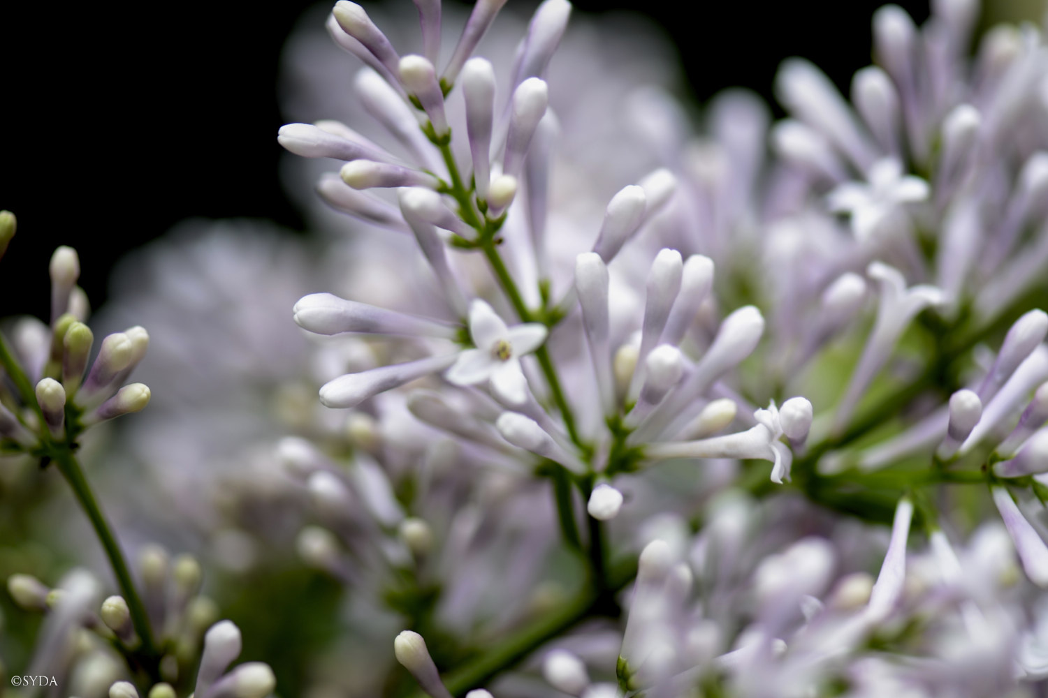 Nature Image