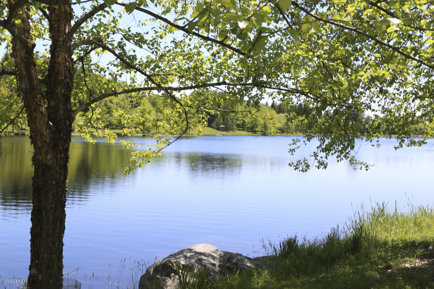 Nature Image