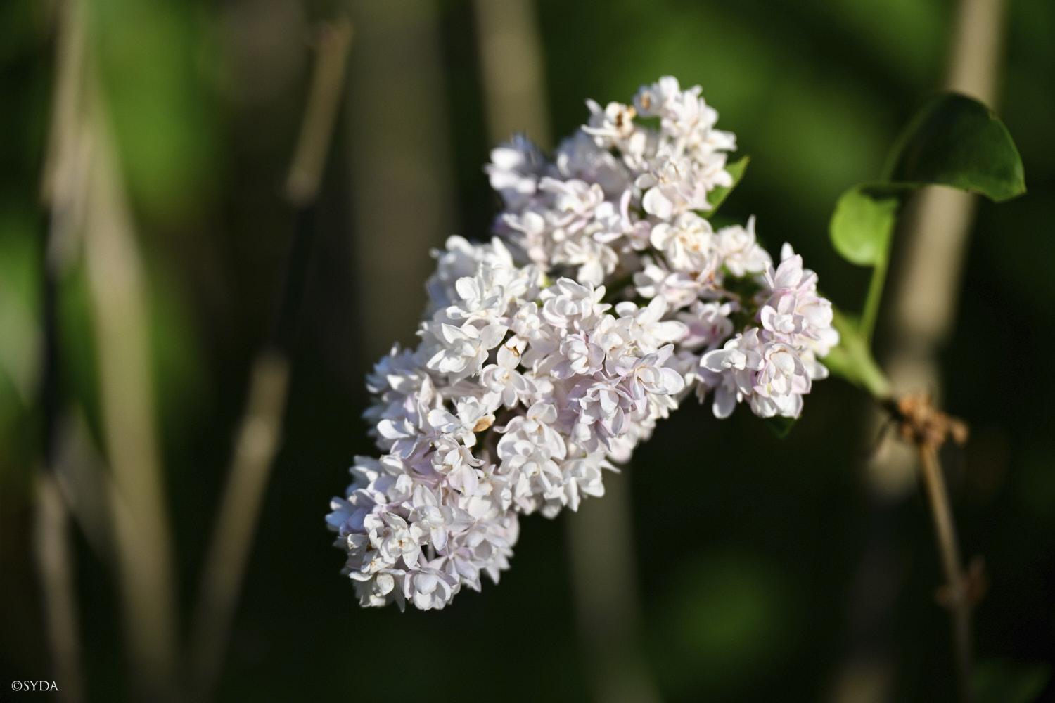 Nature Image