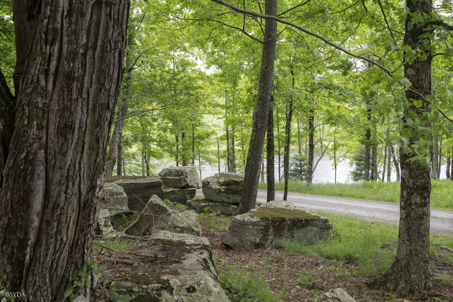 Nature Image