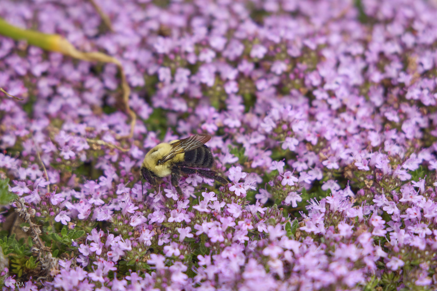 Nature Image