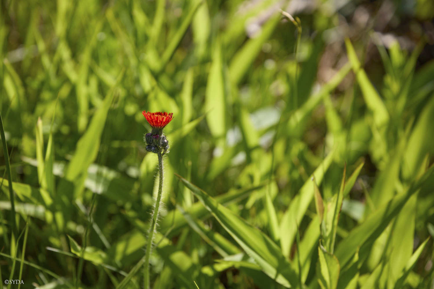 Nature Image