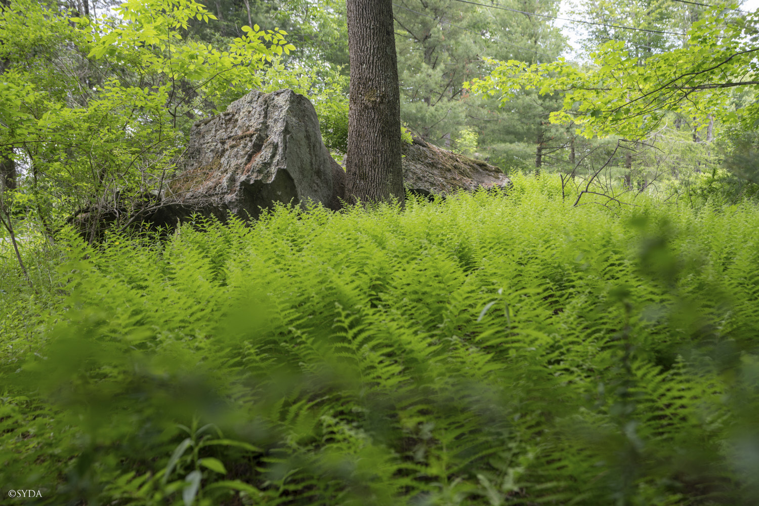 Nature Image