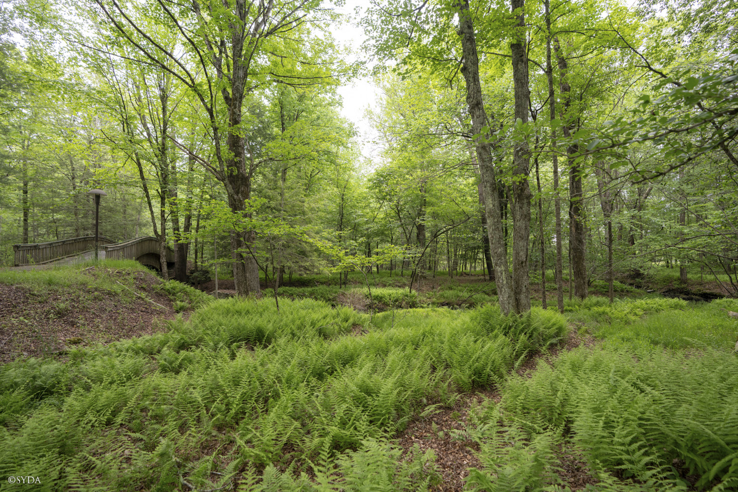 Nature Image