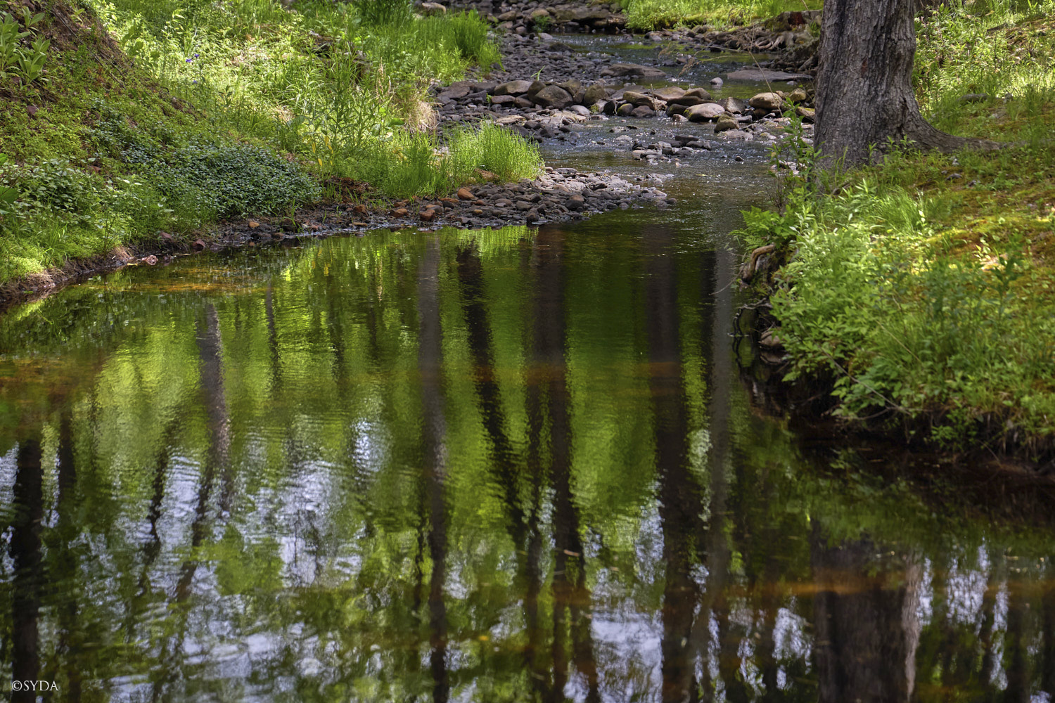 Nature Image