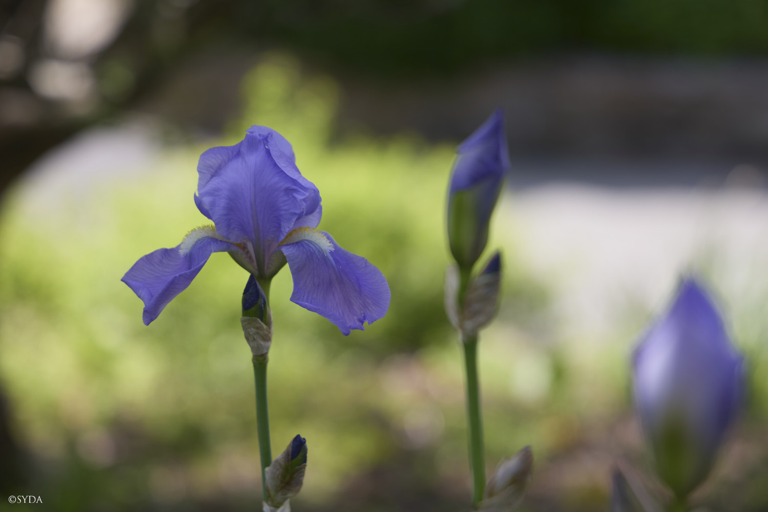 Nature Image