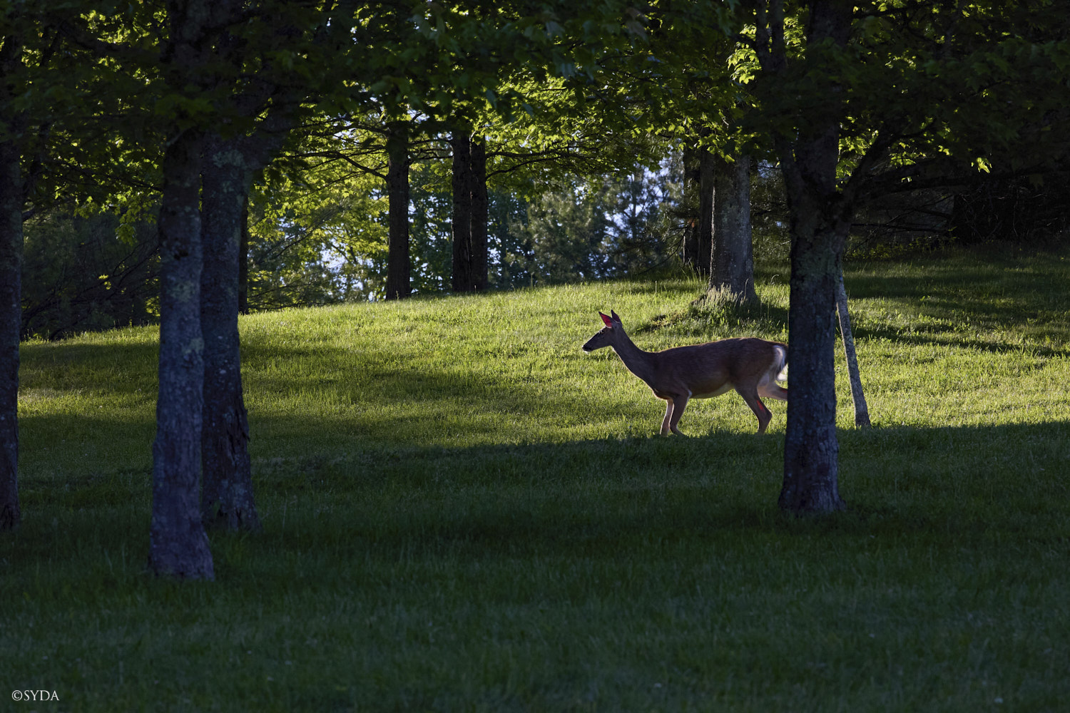 Nature Image