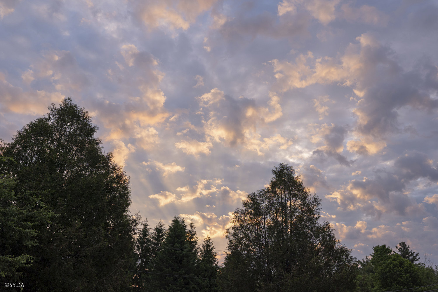 Nature Image