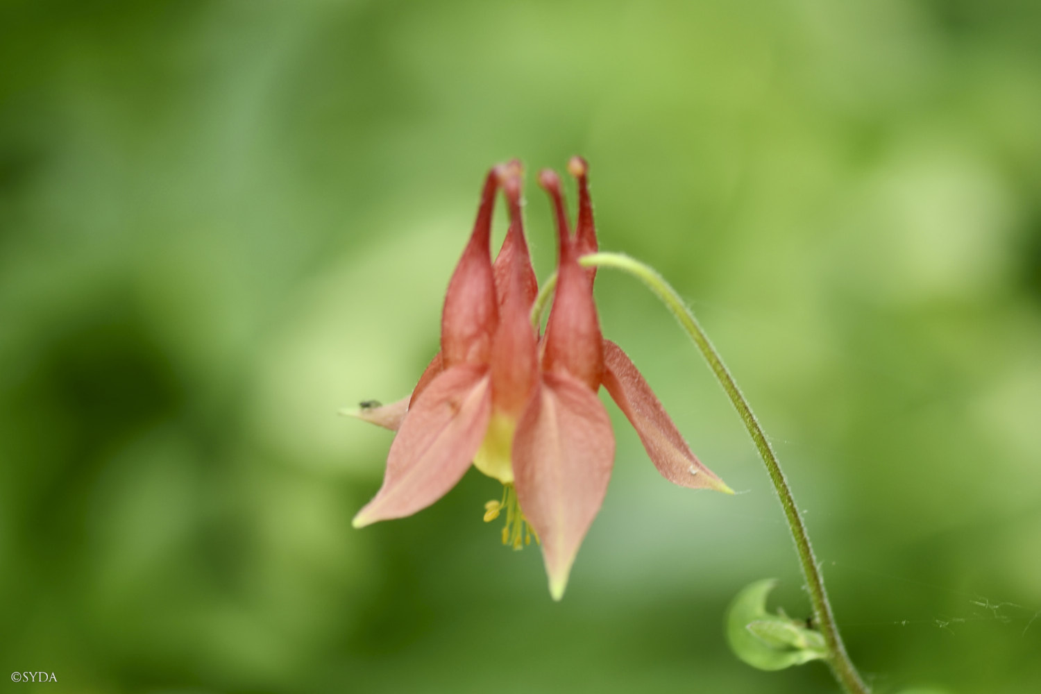 Nature Image