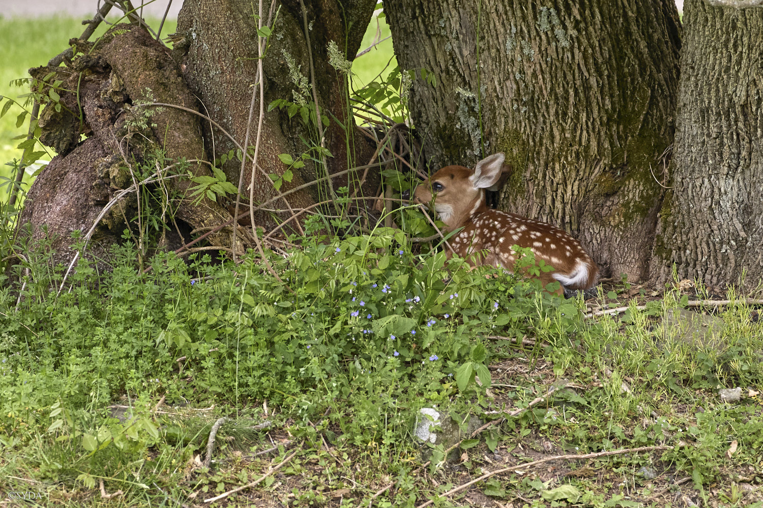 Nature Image