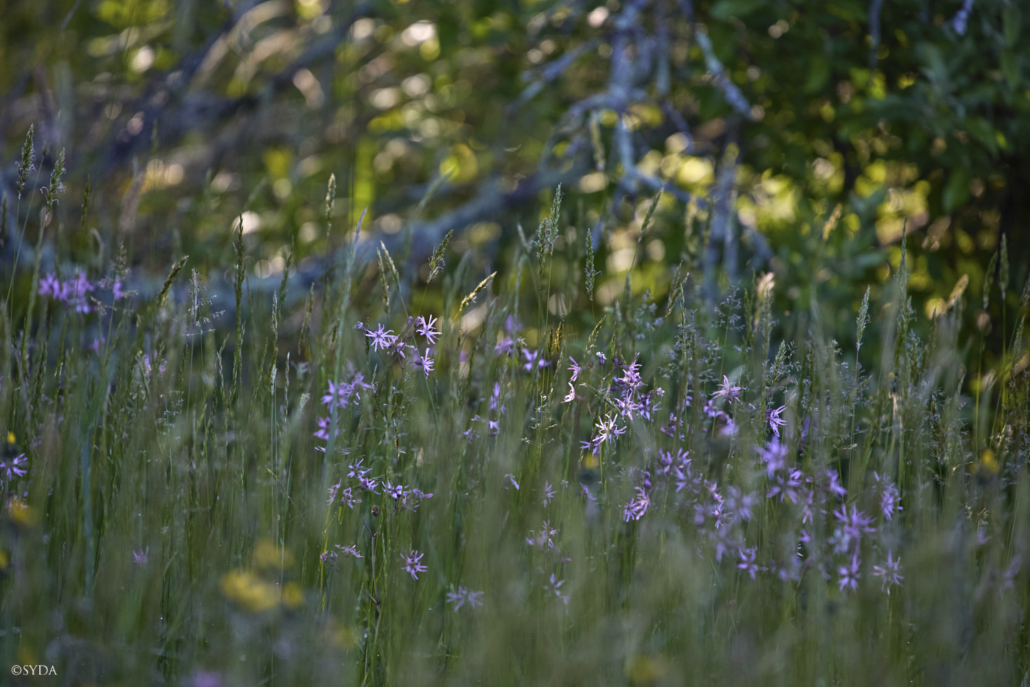 Nature Image