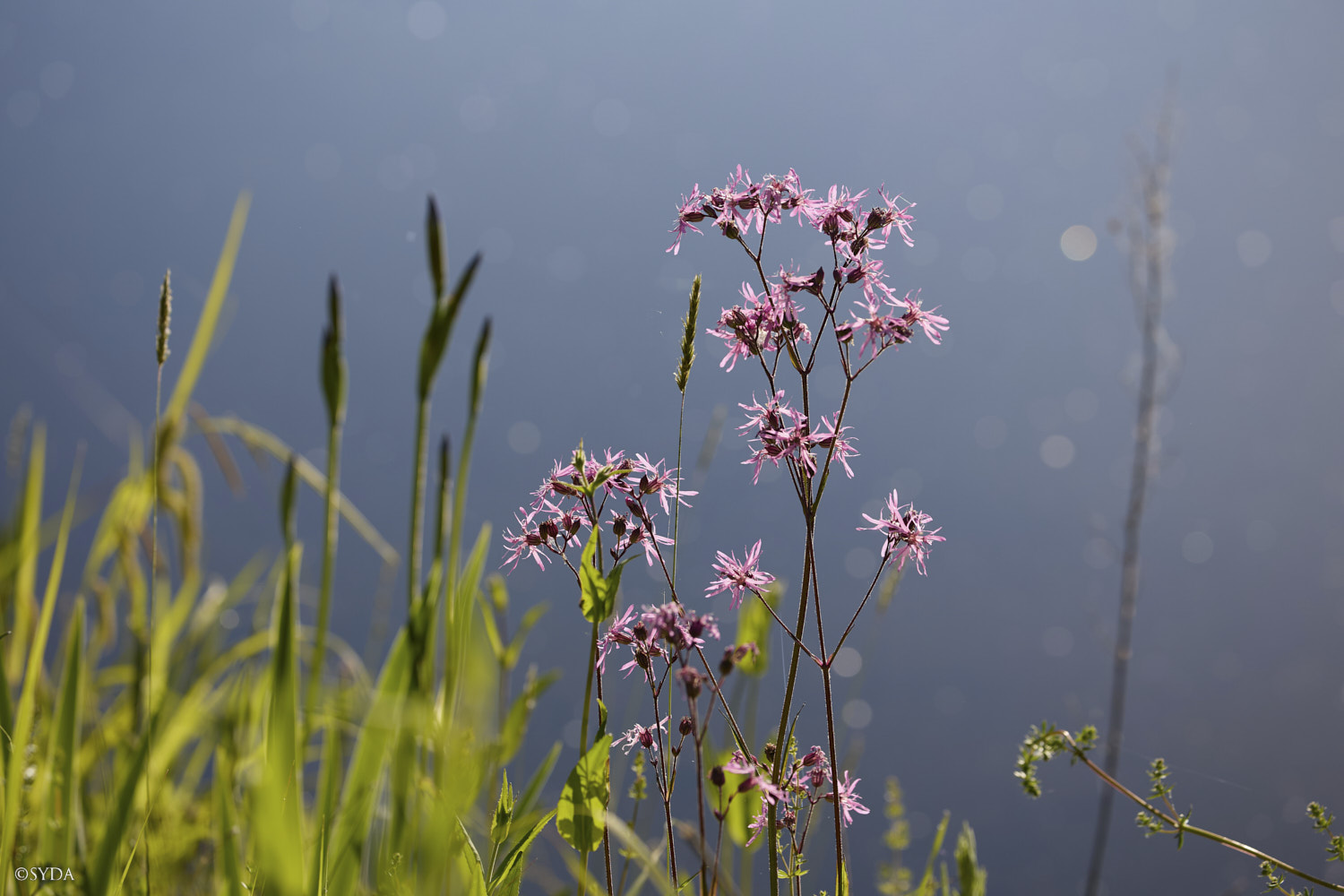 Nature Image