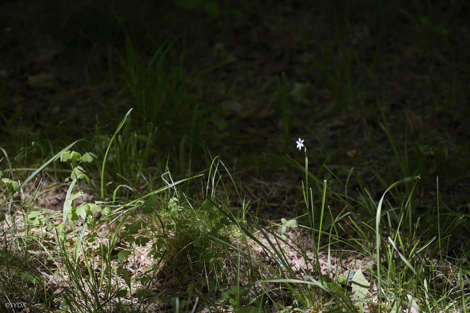 Nature Image