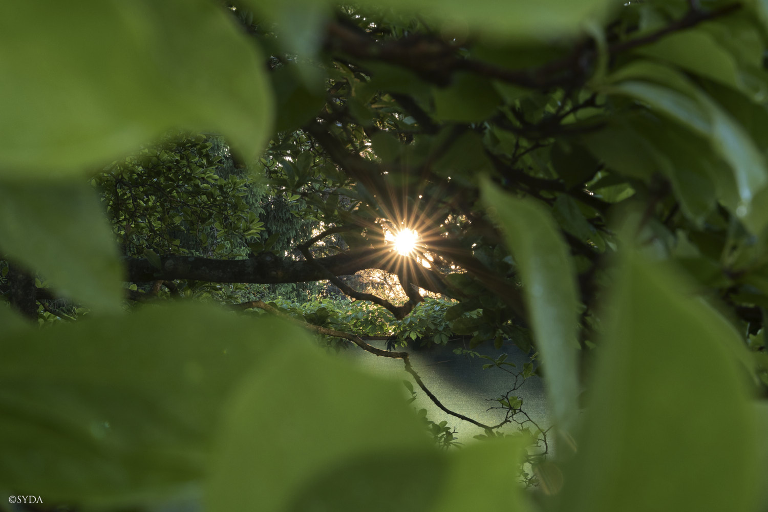 Nature Image