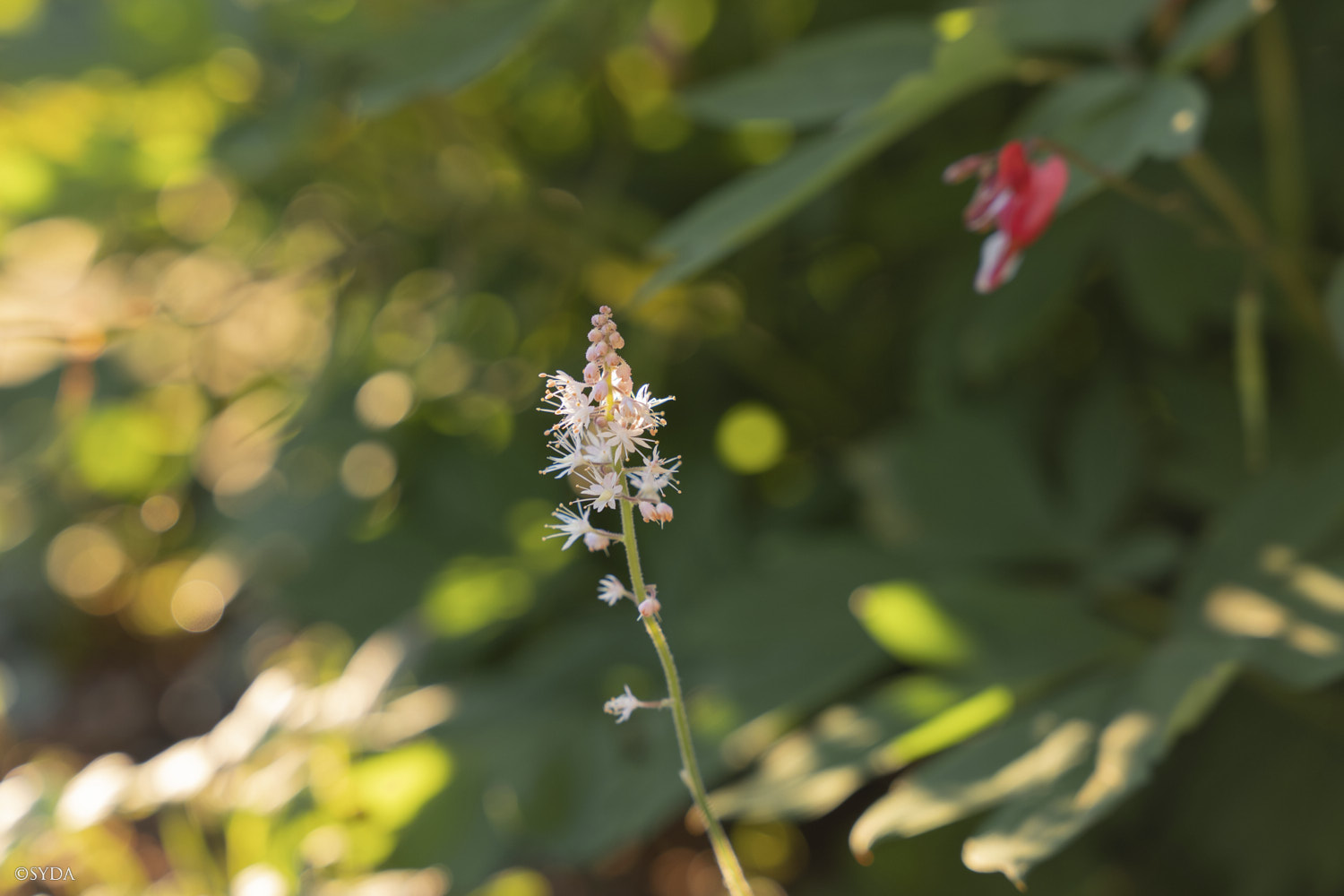 Nature Image