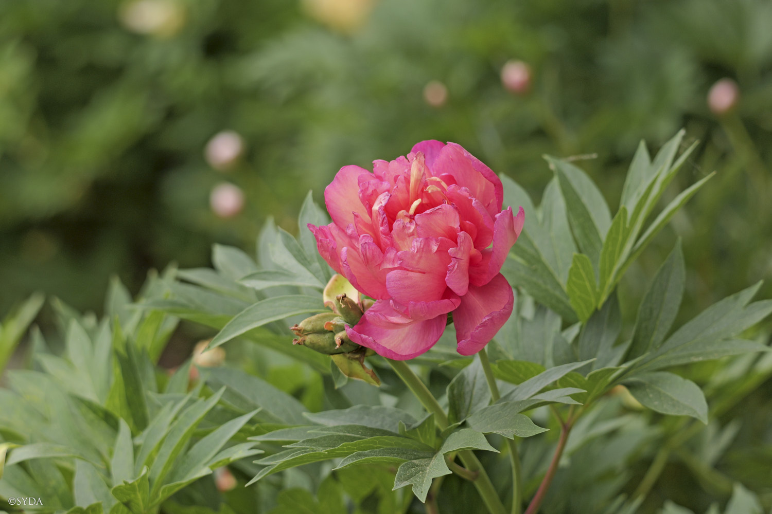 Nature Image
