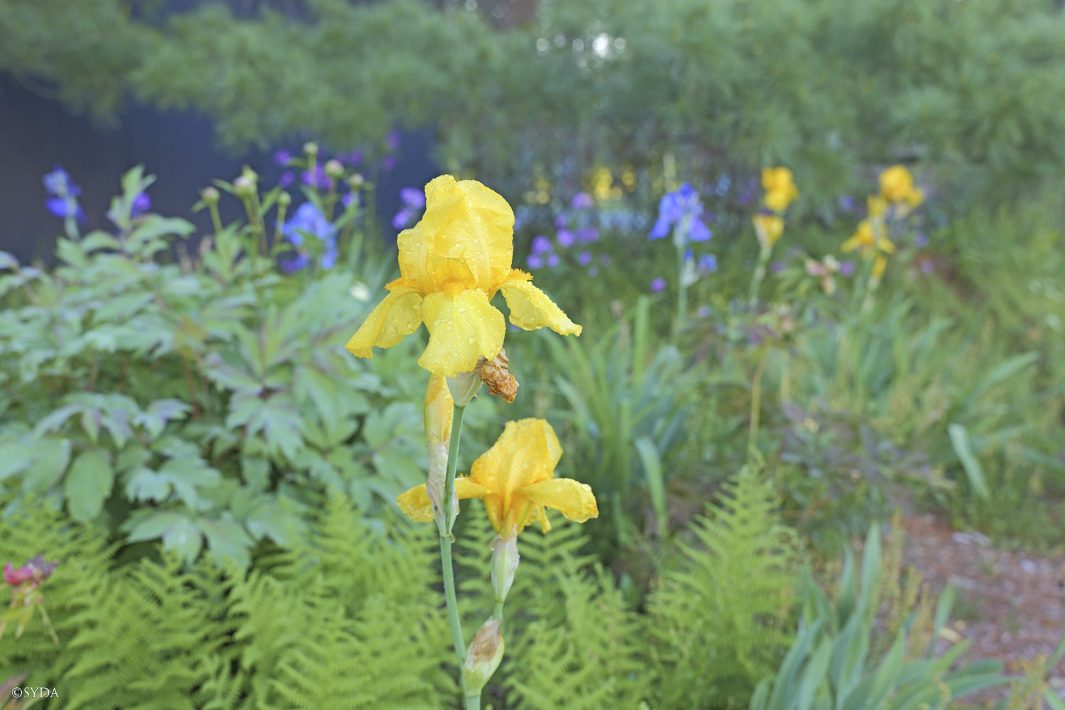 Nature Image